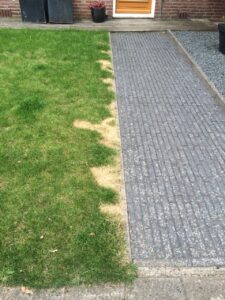 viltlaag in uw gazon