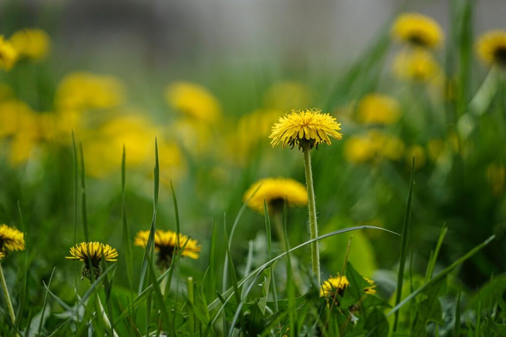 Paardenbloemen in het gazon