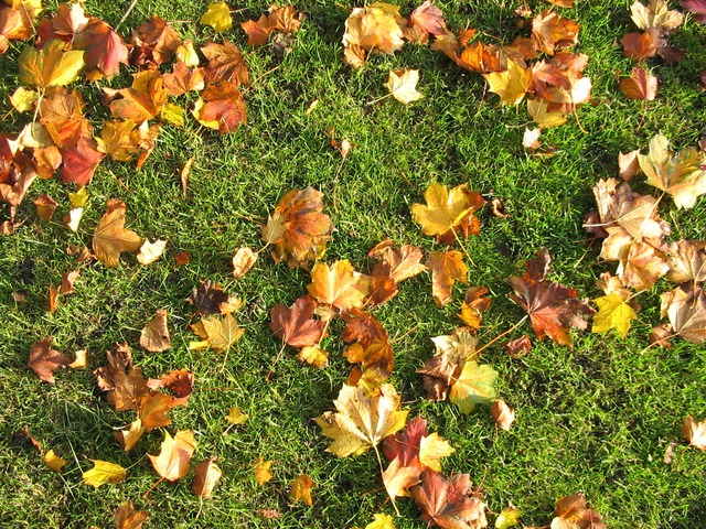 bladeren op het gazon in de herfst