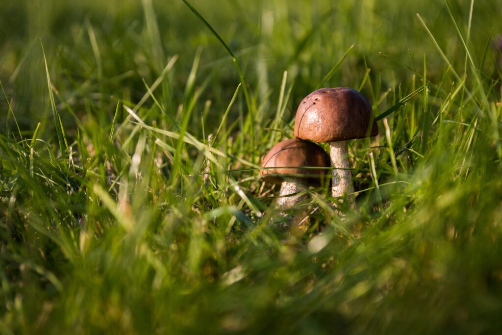 paddenstoelen in gras
