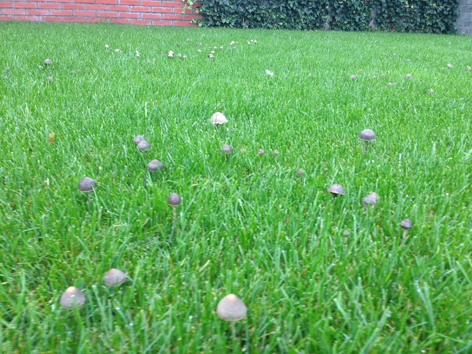 paddenstoelen in gras en gazon