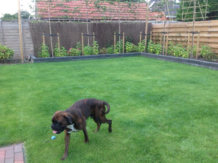 veeg Overeenkomend Bevestigen De mooiste grasmatten voor in de tuin bij Graszodengelegd.nl